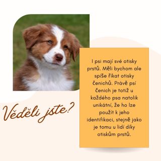 Věděli jste? 😮 Nejen na FB, ale i tady na instagram jsme se rozhodli, že zařadíme různé zajímavosti ze psího a kočičího...