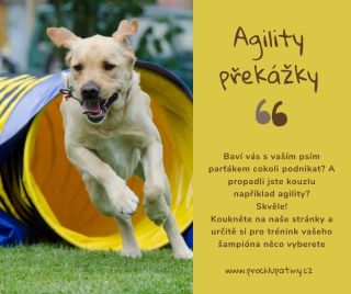 Propadli jste s vaším parťákem kouzlu agility? Tak to je super! 😊 Děláte něco pro své i pejskovo zdraví, ale navíc...